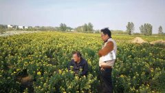 县农业农村局质检所领导来基地考察绿色食品菊